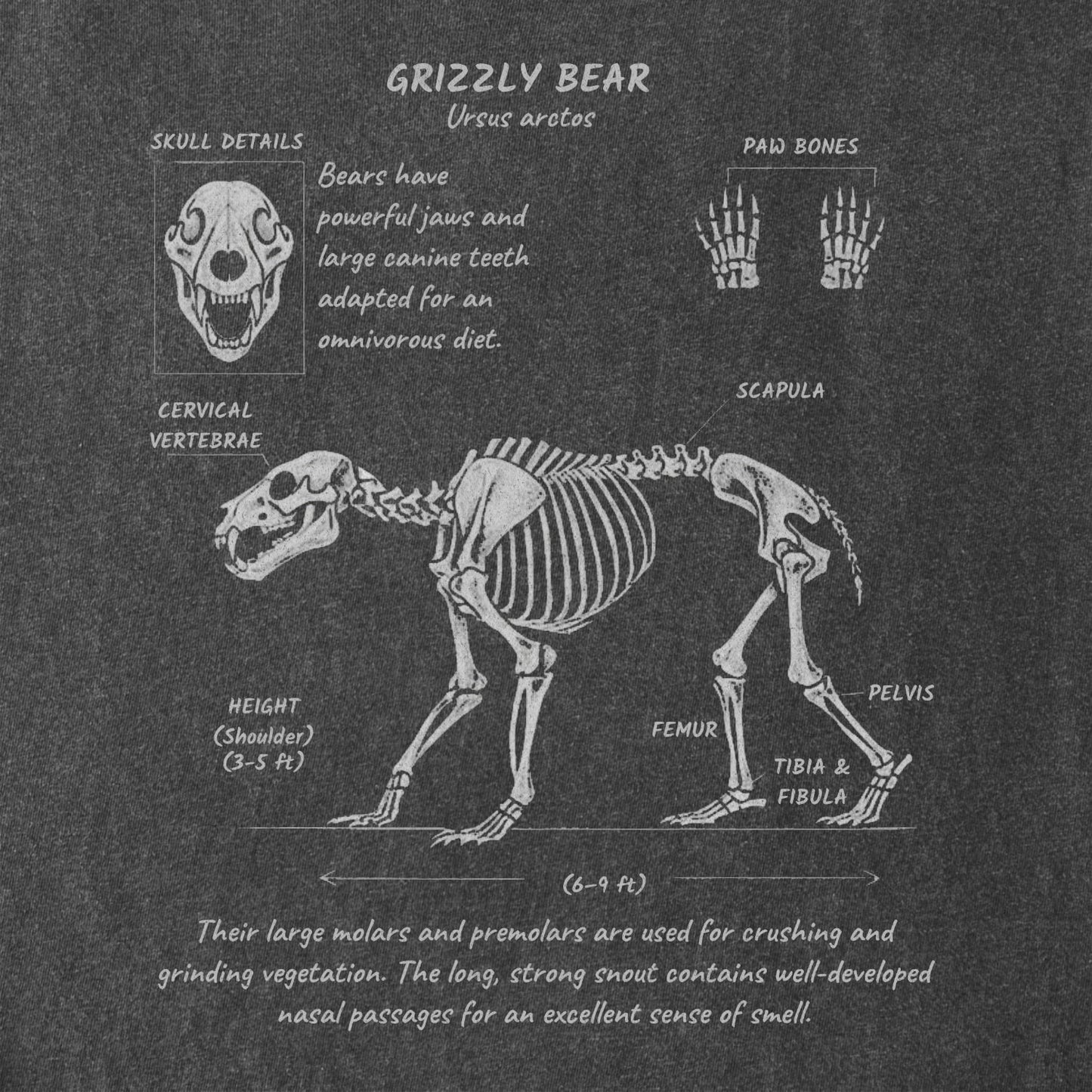 Grizzly Anatomy Tee