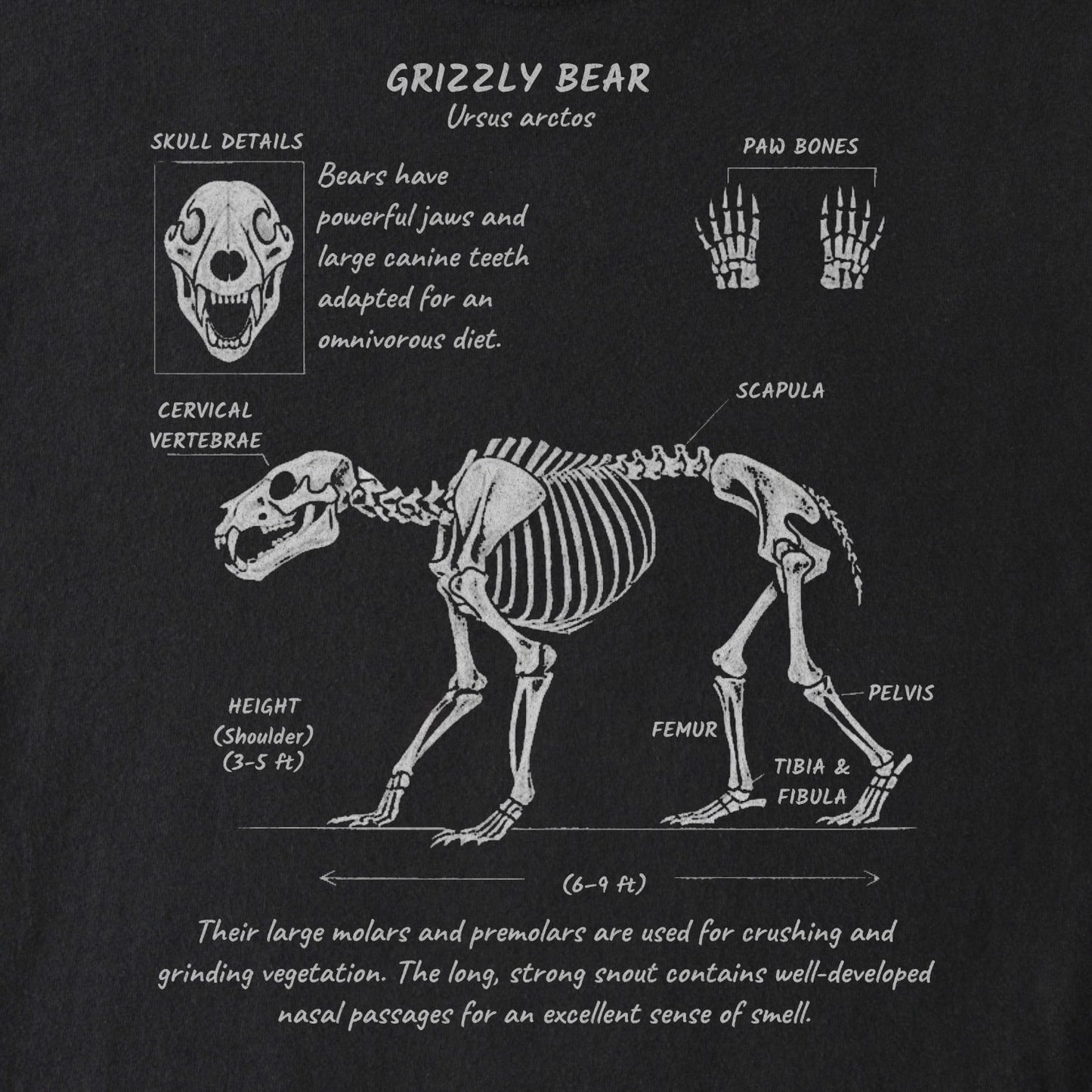Grizzly Anatomy Tee