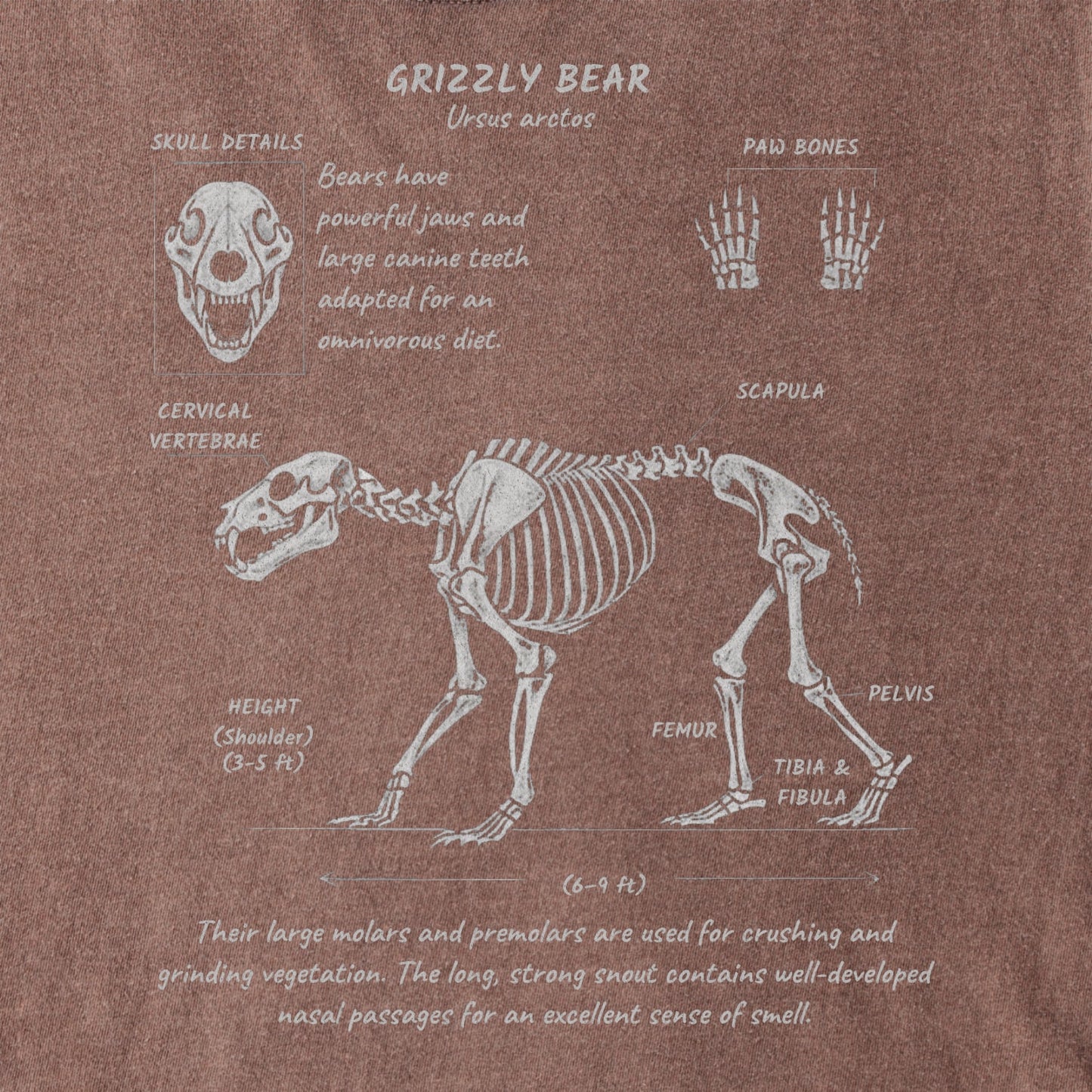Grizzly Anatomy Tee